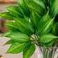 ARTSY Artificial Green Leaf Plant Bunch for Home Decor, Pack of 2