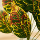Artificial Croton Plant With Pot for Home & Office, Pack of 1