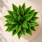 ARTSY Artificial Indoor Greenery Plant Bunch for Home Decor (Pack of 2)