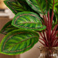 ARTSY Artificial Tropical Calathea Leaf Bunch – Decorative Faux Green Plant for Home & Office