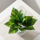 ARTSY Artificial Money Plant in White Pot | Realistic Indoor Home Decor, 1 Piece