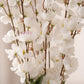 White Blossom Artificial Flower Arrangement in Premium Plastic Pot, Pack of 1