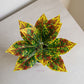 ARTSY Artificial Croton Leaf Bunch for Home Decor | Realistic Tropical Faux Plant for Living Room, Office & Vase Decoration (Pack of 1)