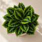 ARTSY Realistic Artificial Leaf Bunch for Vase, Living Room & Home Decor (Pack of 1)