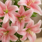 ARTSY® Artificial Pink Lily Flower Stem – Realistic Faux Lily Bloom for Vase Decoration, Home Décor, Wedding Centerpieces, Living Room Styling & Floral Arrangements