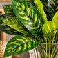 ARTSY Artificial Plant Bunch for Home Decor | Realistic Faux Leaves Arrangement for Living Room, Office & Table Decoration