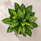 ARTSY Artificial Plant Bunch for Home Decor | Realistic Faux Leaves Arrangement for Living Room, Office & Table Decoration