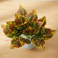 Artificial Croton Plant With Pot for Home & Office, Pack of 1