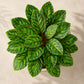 ARTSY Artificial Tropical Calathea Leaf Bunch – Decorative Faux Green Plant for Home & Office