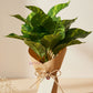 ARTSY Premium Artificial Green Leaf Bunch for Home & Office Decor