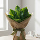 ARTSY Artificial Money Plant in White Pot | Realistic Indoor Home Decor, 1 Piece