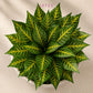 ARTSY Artificial Croton Leaf Bunches (Pack of 2) – Home & Office Decor