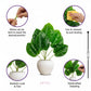 ARTSY Artificial Decorative Green Plant with Pot, Pack of 1