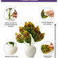 Artificial Croton Plant With Pot for Home & Office, Pack of 1