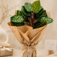 ARTSY Artificial Tropical Calathea Leaf Bunch – Decorative Faux Green Plant for Home & Office