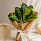 ARTSY Artificial Plant Bunch for Home Decor | Realistic Faux Leaves Arrangement for Living Room, Office & Table Decoration
