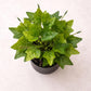 Artsy Artificial Zebra Plant with Black Pot | Pack of 1