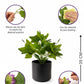 Artsy Artificial Zebra Plant with Black Pot | Pack of 1