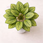 ARTSY Artificial Tabletop Potted Plant for Living Room & Office Decor, Pack of 1 Piece