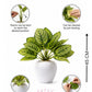 ARTSY Artificial Tabletop Potted Plant for Living Room & Office Decor, Pack of 1 Piece