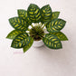ARTSY Realistic Artificial Indoor Plant with Decorative Pot, Pack of 1