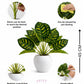 ARTSY Realistic Artificial Indoor Plant with Decorative Pot, Pack of 1