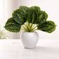 ARTSY Artificial Tabletop Plant for Home Decoration, Pack of 1