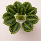 ARTSY Artificial Tabletop Plant for Home Decoration, Pack of 1