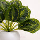 ARTSY Artificial Tabletop Plant for Home Decoration, Pack of 1