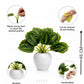 ARTSY Artificial Tabletop Plant for Home Decoration, Pack of 1