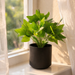 Artsy Artificial Zebra Plant with Black Pot | Pack of 1