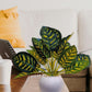 Blooming Beauty: Artificial Plant in Stylish Pot for Effortless Home Decor. Artificial Leaves with Pot Plants for Home Decoration, Leaves Bunch Flowers with Pot Office Decor, Craft and DIY, Combo, Yellow green, triangular shape leaves